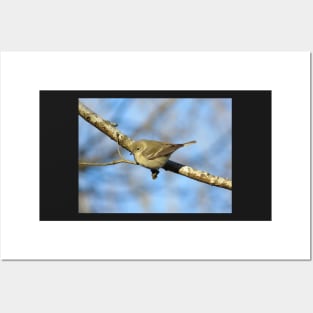 Immature female pine warbler Posters and Art